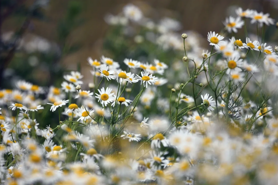 Chamomile