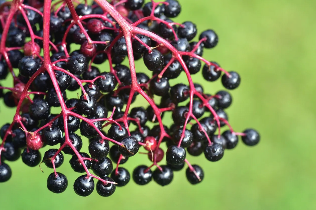 Elderberry