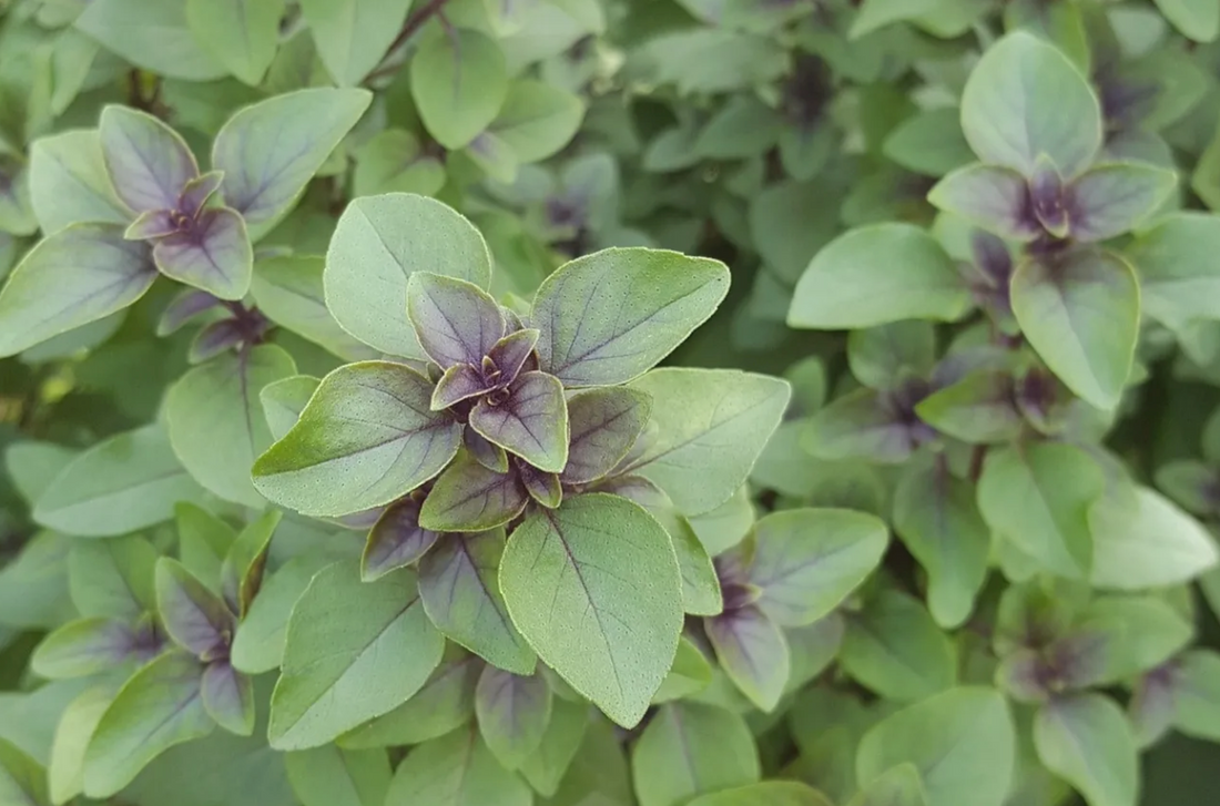 Holy Basil