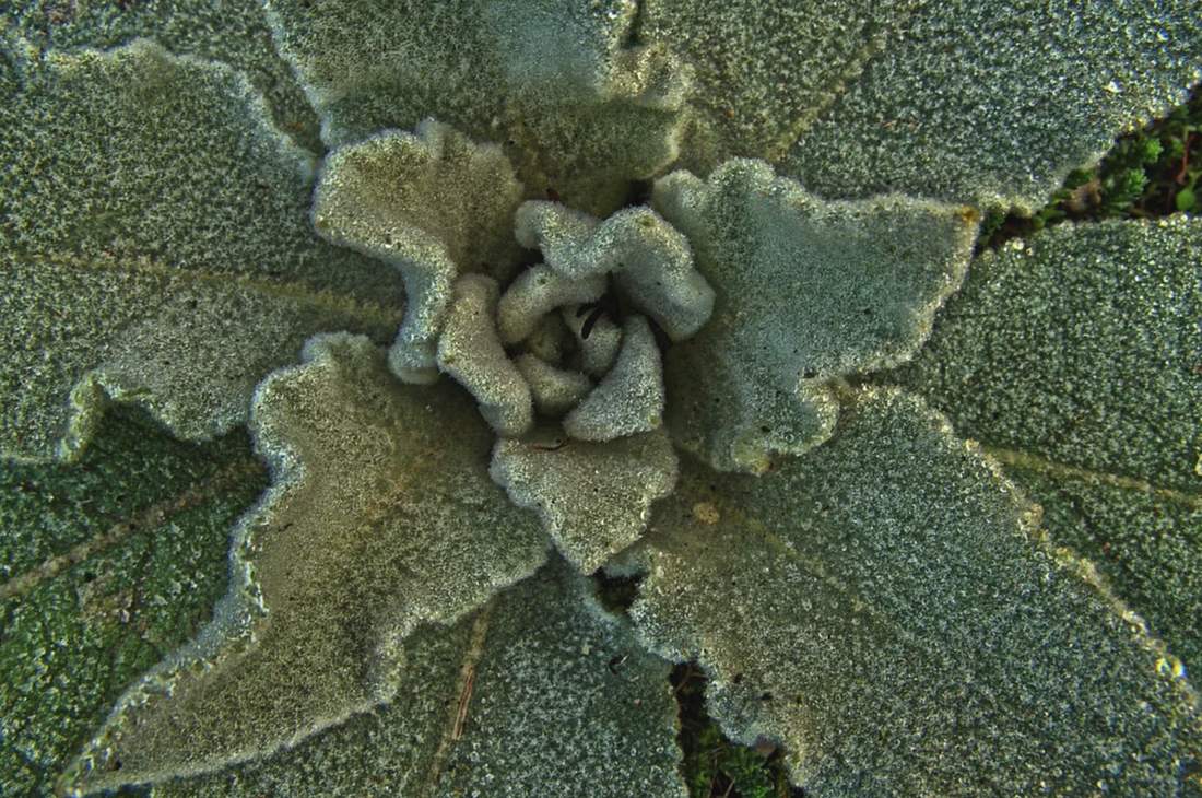 Mullein