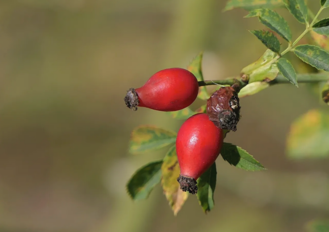 Rosehips