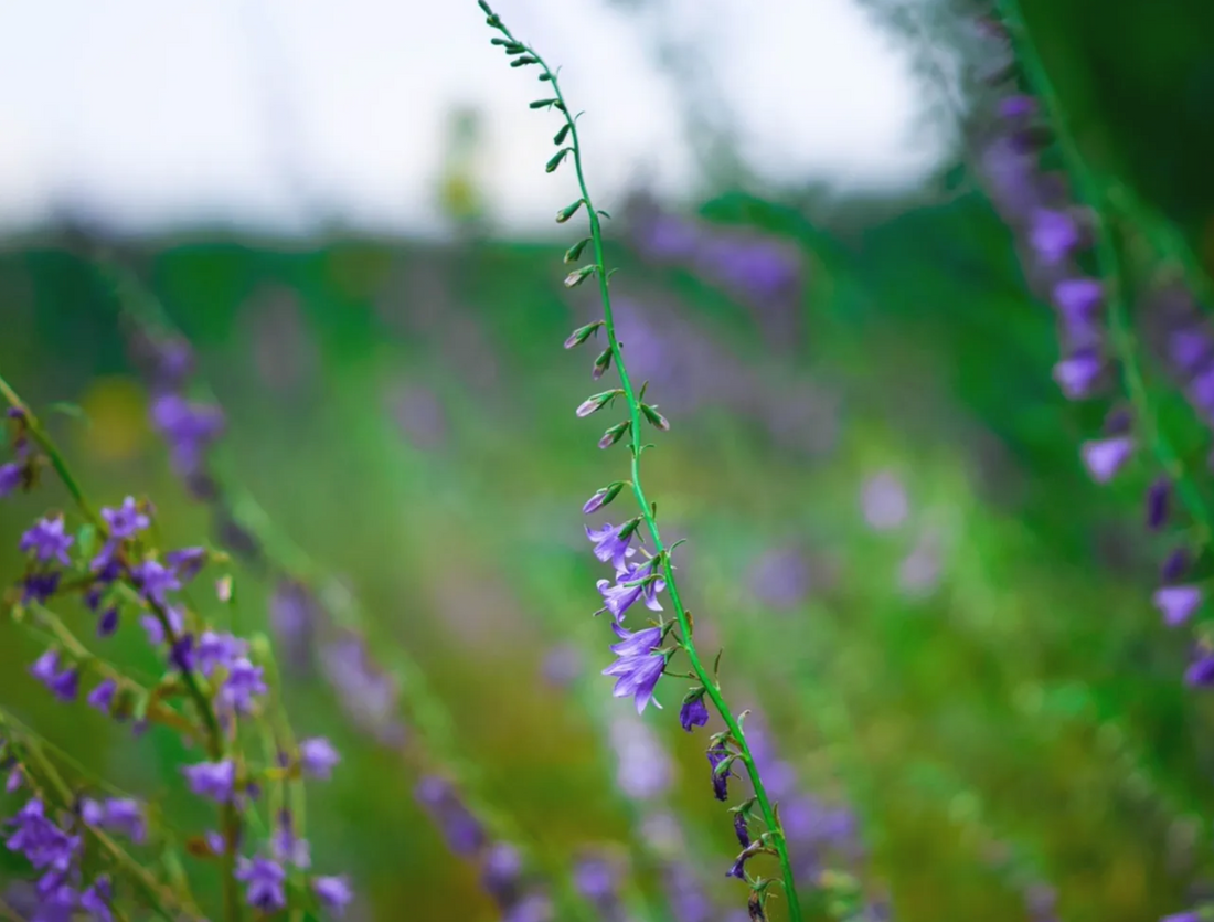 Skullcap