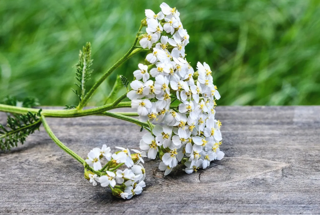 Yarrow